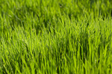 Fototapeta na wymiar Zielona trawa w tle