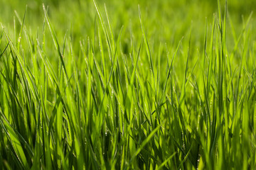 Green grass background