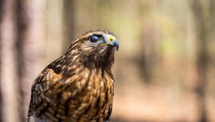 Red-Tailed Hawk