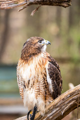 Fototapeta premium Red-Tailed Hawk