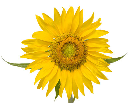 Giant Yellow Sunflower