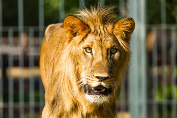 Young lion in chiangmai nightsafari chiangmai Thailand