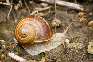 snail