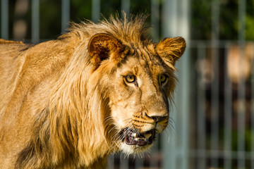 Young lion in chiangmai nightsafari chiangmai Thailand