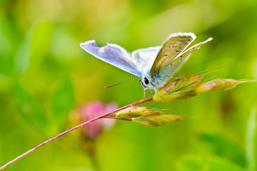 Common Blue