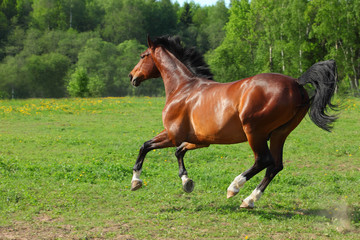Fototapeta premium Gniady koń na wolności biegnie galopem