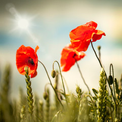 Mohnblüten im Kornfeld