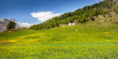 Obraz premium prato fiorito