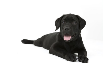black labrador puppy