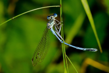 Blue Damselfly ( Enallagma cyathigerum )