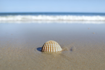 Shell at a beach