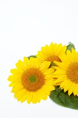 Obraz premium sunflower