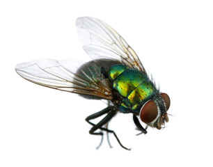 green fly