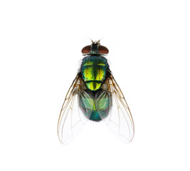 green fly
