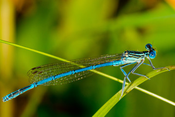 Blue Damselfly ( Enallagma cyathigerum )