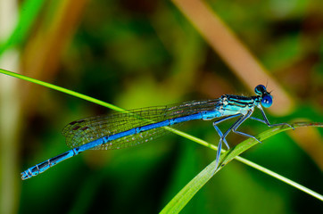 Blue Damselfly ( Enallagma cyathigerum )