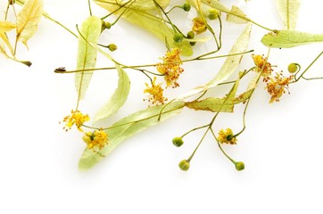 Fleurs de tilleul séchées.