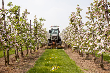 mowing grass in blossoming orchard in Holland