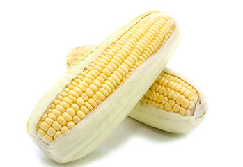 Ear of Corn isolated .