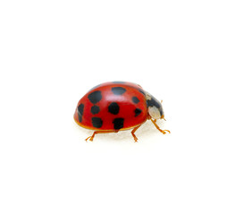 Ladybug