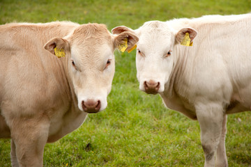 Naklejka na ściany i meble two light brown calfs in meadow
