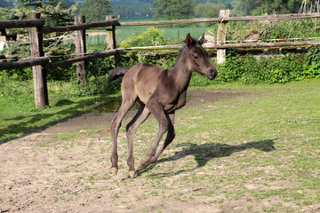 Obraz premium Araberfohlen