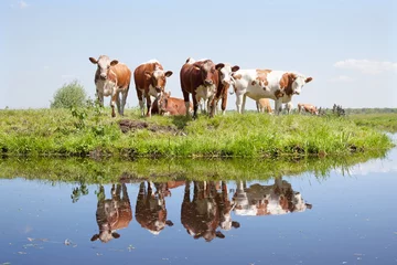 Crédence de cuisine en verre imprimé Vache jeunes vaches dans un pré