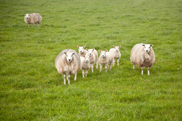 Fototapeta na wymiar sheep and lambs in meadow
