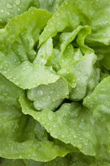 closeup of lettuce in garden