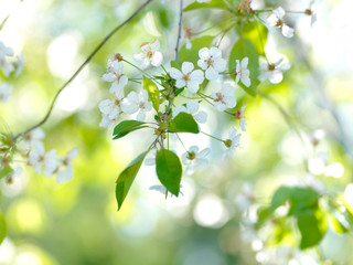 Cherry blossom close-up. Shallow depth of field.