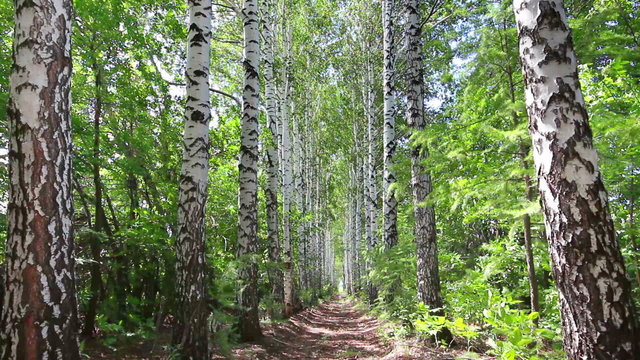 summer birch woods alley in Russia - dolly shot