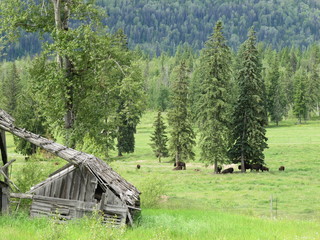 buffalo in a field with old shed