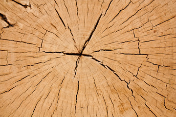 cross section tree stump