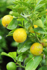 Orange - the smaller citrus fruit trees.