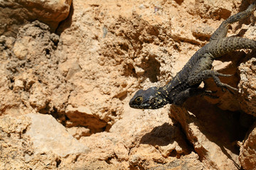Lizard