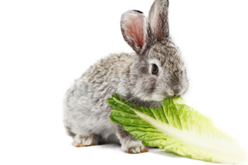 Gray rabbit