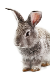 Gray rabbit