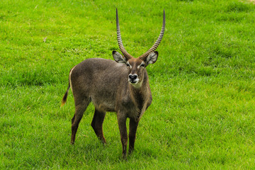 deer on green grass