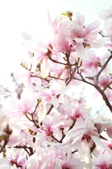 Foto op Plexiglas Magnolia Magnoliaboom