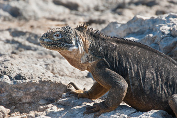 Galapagos Land Iguanas