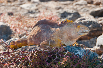 Galapagos Land Iguanas