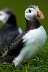 Atlantic Puffin in Iceland