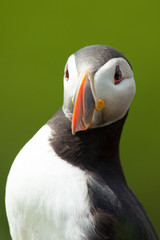 Atlantic Puffin in Iceland