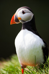 Atlantic Puffin standing in grass