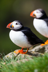 Atlantic Puffin standing on ledge