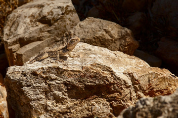Stellio on stone