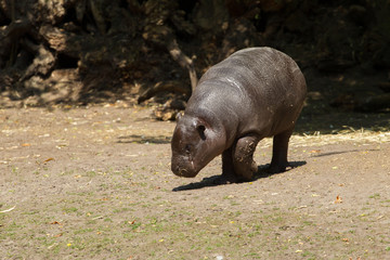 young Pygmy hippopotamus