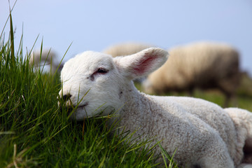 Lamm ruht sich aus