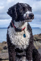 Cassie the Spanish Water Dog