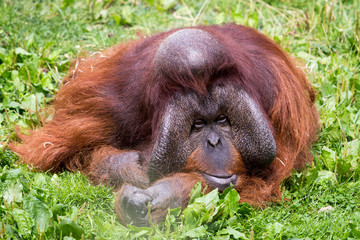 Lazy Orangutan